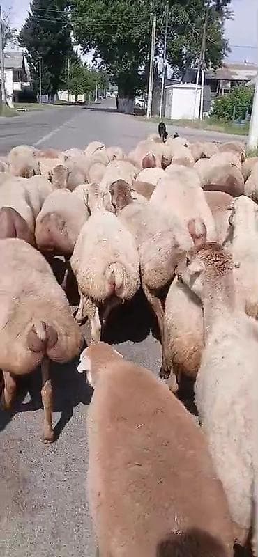 şirin it adları: Dişi, il: 1, Damazlıq, Pulsuz çatdırılma — 4