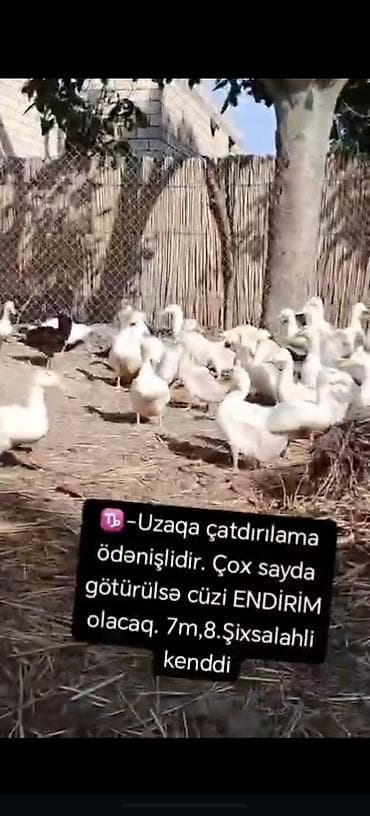 sabuncu heyvan bazari: • Məhsul: Ördəklər (ağ və qarışıq rənglərdə sürü halında) • Təyinat — 1