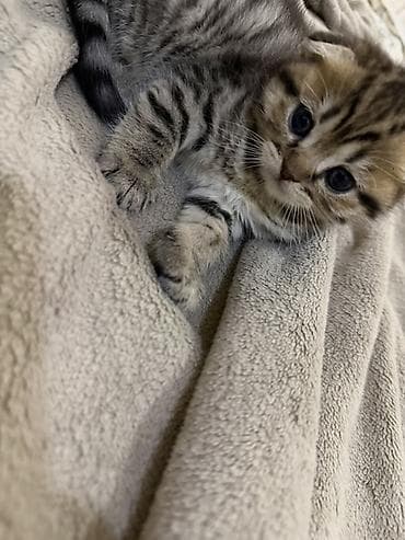 pişiy: Şotland yastı qulaq — 7