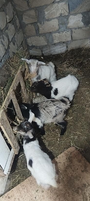 2 ana 4 bala bir erker balalar dişidir qiymeti razılaşma yolu ile — 2