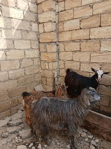 cins inəklər: 3 dene keçidir.3 ude bogazdi 1 denesi 180 m dan.Unvan bineqedi — 1