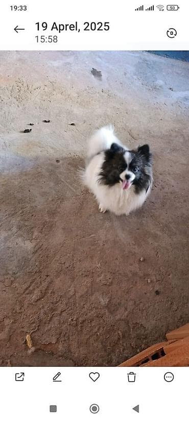 ucuz itlər: Şpitz, 2 il, Dişi, Peyvəndli — 1