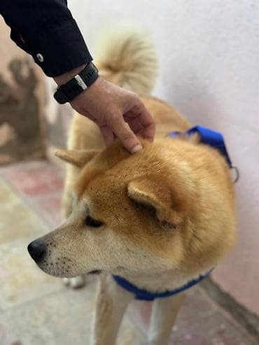 alman coban kopeği: Akita-inu, 1 il, Erkek, Ünvandan götürmə — 4