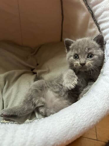 Heyvanlar üçün mallar: Erkək, Dişi, Yaxşı əllərə, Ünvandan götürmə, Pulsuz çatdırılma, Ödənişli çatdırılma — 9