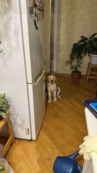 Зоотовары: Ретривер, 4 месяца, Самка — 1