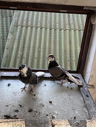 pavlin goyercin: Göyerçinler aq quyruqlar ekey maya esenlerdendi nikalayisqi cutu 35 m — 10