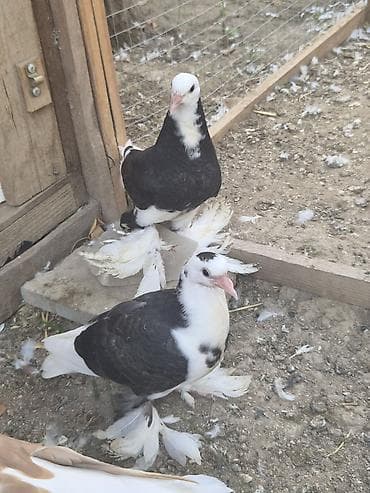 kakadu quşu: 1 cut qara agbas — 1