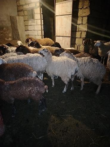 Keçi əti: Salam hər kəsə qurbanlıg quzular satılır hər çəkidə var 12kqnan 25kq — 6