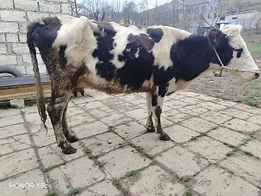 Gəmiricilər: Südlük inək buzovla birlikdə. - Cins: qarışıq yerli (qara-ağ kürən — 1