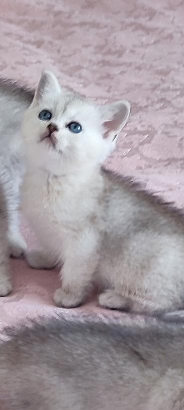 Qızıl şinşilla, Erkək, Yaxşı əllərə, Ünvandan götürmə, Ödənişli çatdırılma