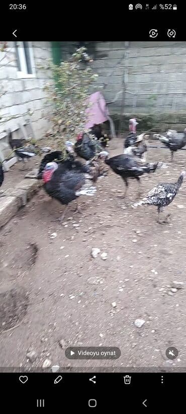 arpa toxumu satışı: Erkək, Damazlıq — 1