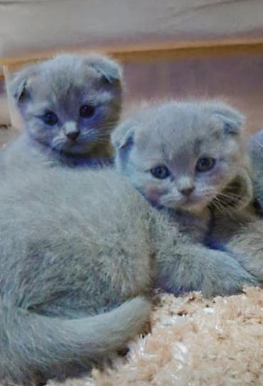 ev dizaynlari: Şotland — 4