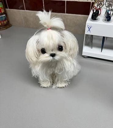 sani kecileri satisi: Şpitz — 6