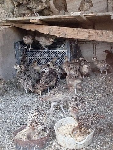 cipsi sekilleri: Girqovul cuceleri 6-8-10-12 azn Təsvir: - Şəkildəki quşlar dekorativ — 2