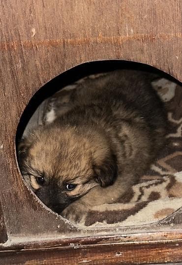 lalafo heyvanlar: Erkek, Ünvandan götürmə — 4