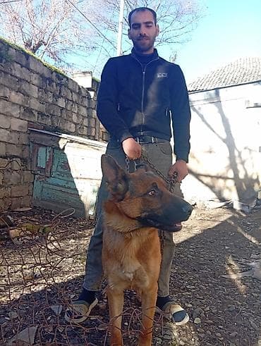 Alman çoban iti, 1 il, Erkek, Ünvandan götürmə