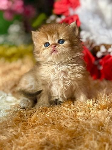 pişik sekilleri: Qızıl şinşilla, Erkək, Dişi, Yaxşı əllərə, Ünvandan götürmə, Pulsuz çatdırılma, Ödənişli çatdırılma — 4