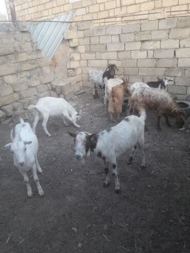 simmental inək cinsi: Dişi, il: 1, 15 kq, Damazlıq, Ünvandan götürmə — 1
