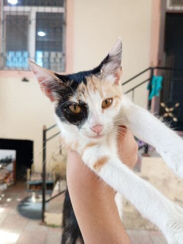 купить кошку в баку: Самка, В добрые руки, Самовывоз — 4