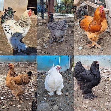 Brama yumurtası təzə və mayalı 1-ədədi 1-manat 50-qəpik çatırılma olar lalafo.az -da Brama yumurtası təzə və mayalı 1-ədədi 1-manat 50-qəpik çatırılma olar