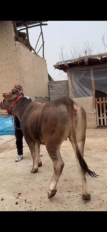 Dana, buzov: Satılır: Qaramal – erkək dana - Cins: yerli tip, qəhvəyi rəngli, ağ — 4