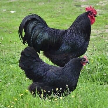 cücə və xoruz: Toyuq, Australorp, Damazlıq, Ünvandan götürmə, Ödənişli çatdırılma, Rayonlara çatdırılma — 1