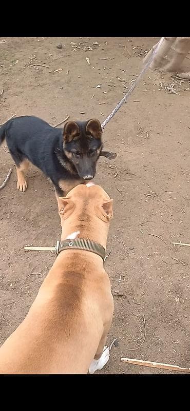 lalafo ev heyvanlari: Alman çoban iti, 5 ay, Erkek, Peyvəndli, Ünvandan götürmə — 3