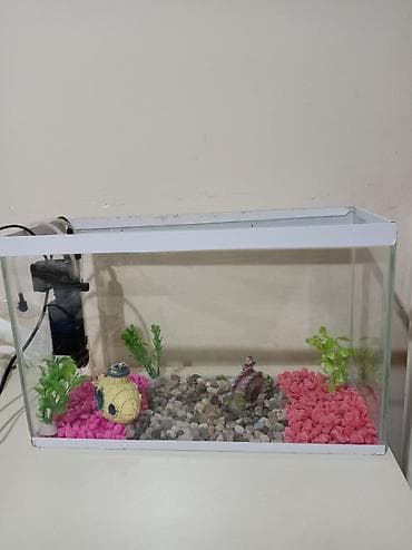 Akvariumlar: Akvaryum dəsti Sınıqı çatı yoxdu əla vəziyyətdədir hərşeyi var — 6