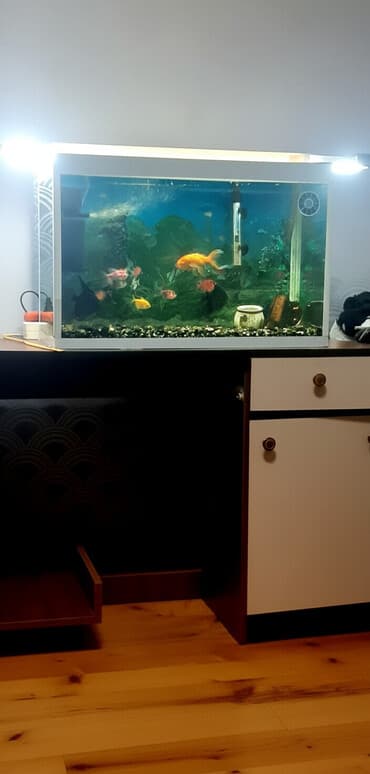 Akvariumlar: Akvarium-şkaf, Balıqlarla birlikdə, 100 l, Ünvandan götürmə — 3