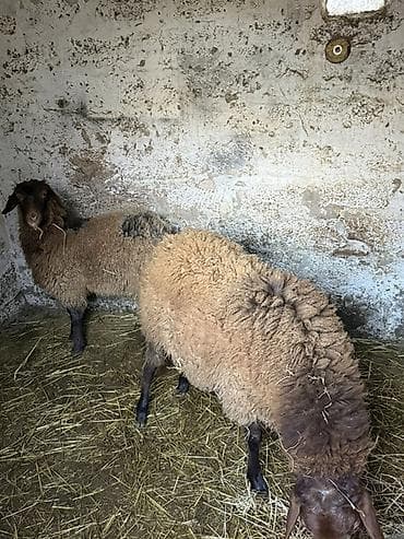 Digər heyvanlar: Qoyunlar ərkər toğlu — 4