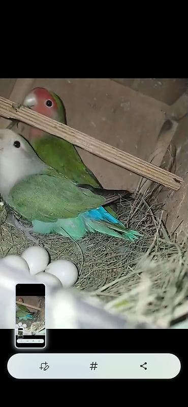 dəvə əti: Məhsul: Cüt sevda quşları (lovebird) Təsvir: - Bir-birinə uyğun cüt — 3