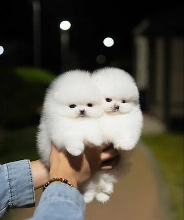 Şpitz, 1 ay, Dişi, Ünvandan götürmə lalafo.az -da Şpitz, 1 ay, Dişi, Ünvandan götürmə