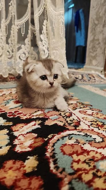 pişik sığınacağı: Şotland yastı qulaq — 2