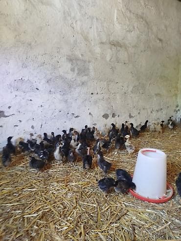 tap az goyercinler: 25 günlük Seçmə kənd cücələri satılır, tam sağlam, superaktiv — 6