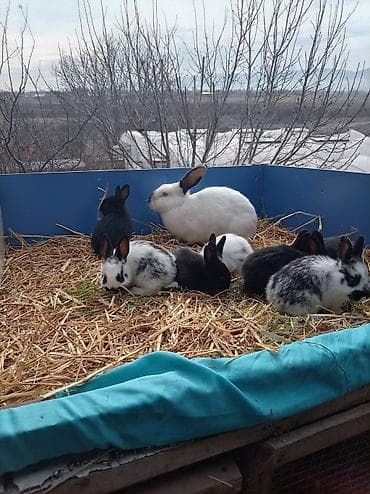 it adları qız: Salam.1aylıq balalar satılır Ata Təmiz qan Velikan 5+ ana gibrit — 2