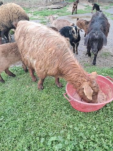 heyvanlar və balaları: Disi keci — 1