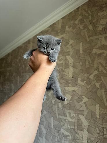 ev heyvanları: Şotland, Yaxşı əllərə — 5