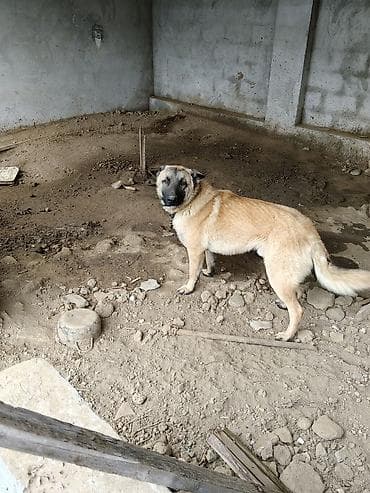 bala pişik ucuz: Təsvir: - Böyük ölçülü, qırmızı-bej rəngli, qara maskalı çoban tipli — 2