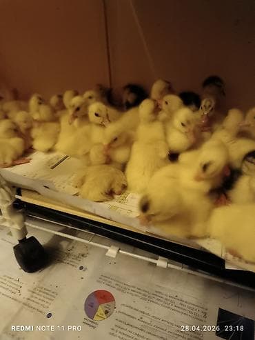 38 dənə 4 günlük lal ördək balası Saglamdilar Qiyməti biri 7 manata