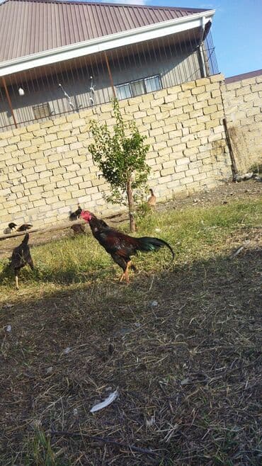 at satisi azerbaycan: Cins: uzunboylu, incə quruluşlu xoruz (yerli) Rəng: qarışıq — 1