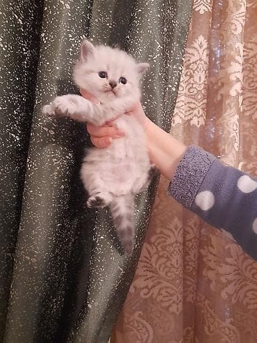 Gümüş rəng çalara sahib, tükləri sıx və yumşaq, qısa burunlu, iri — 1