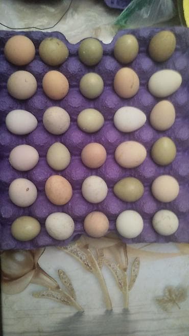 serebrist yumurta: Rəngli toyuq yumurtaları – müxtəlif ölçü və çalarda (təbii açıq yaşıl — 3
