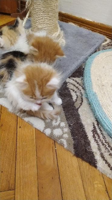 akvarium 120 cm: Erkək, Yaxşı əllərə, Ünvandan götürmə — 5