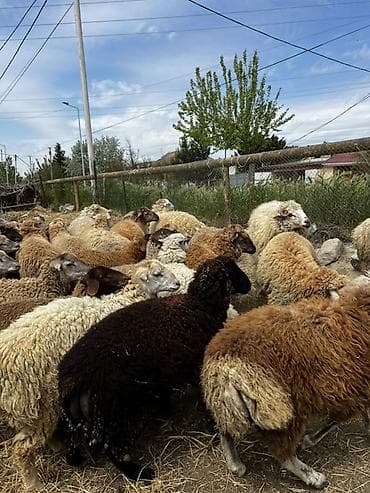 quzu qiymətləri: Qurbanlıq Quzuların satışı Müxtəlif çəkidə quzular mövcuddur. Diri — 3
