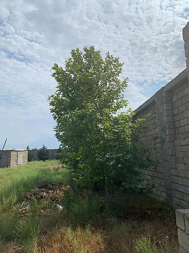 tecili ev satilir 2020: 37 sot, Maklerlər narahat etməsin, Kupça (Çıxarış) — 4