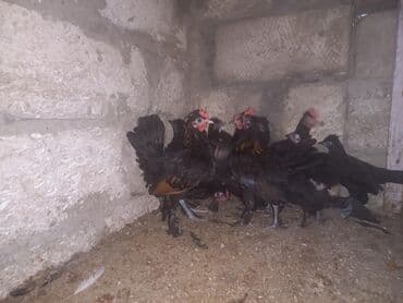 sumatra toyuqlari: Toyuq, Damazlıq, Ünvandan götürmə — 2