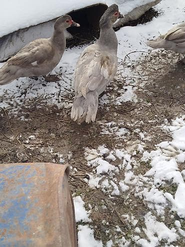 xaski it satisi: Muscovy (hind) ördəkləri – fərqli rəng çalarlarında - Şəkildə görünən — 2