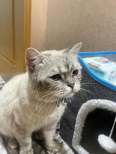 pişik siyam: Britan — 2