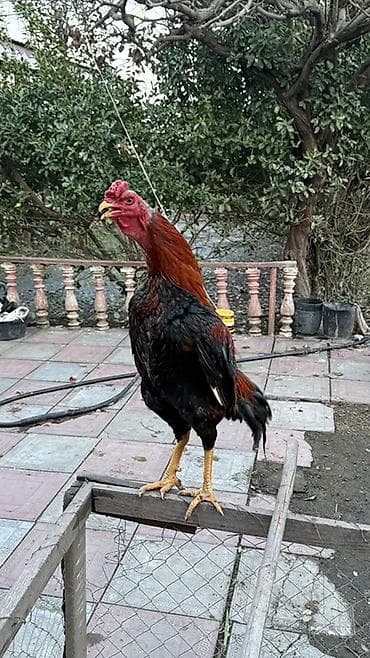 ucuz pişikler: Təsvir: - Cins: Uzunboyun döyüş tipi xoruz (Asil tipli görünüş) - — 7