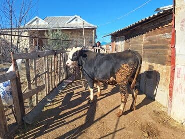 tap.az inekler: 6 aydı içəridə yemlənir 230 klo əti var arpa yonca yemiş danadı — 3